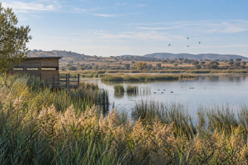 Punto de observación de madera junto a un humedal y varias aves al fondo en un paisaje de la meseta madrileña.